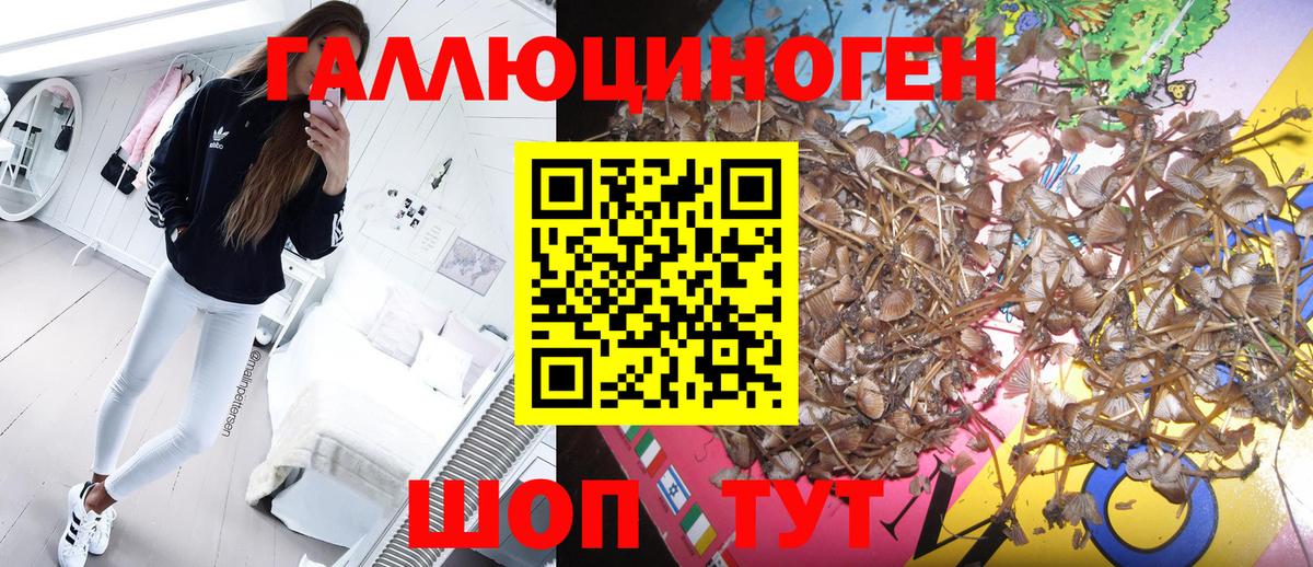 Галлюциногенные грибы Cubensis Дмитров